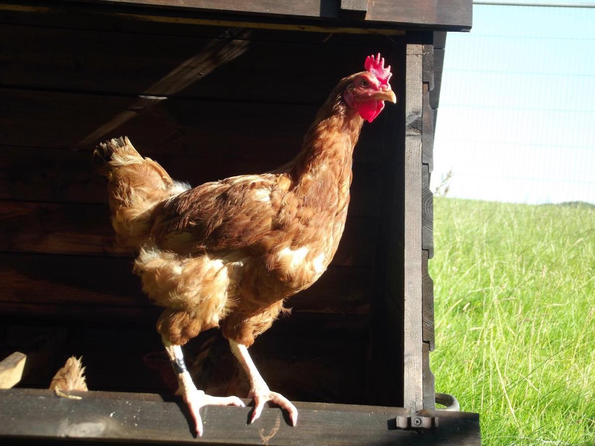 Deepaller Farm Tiverton  Eksteriør billede