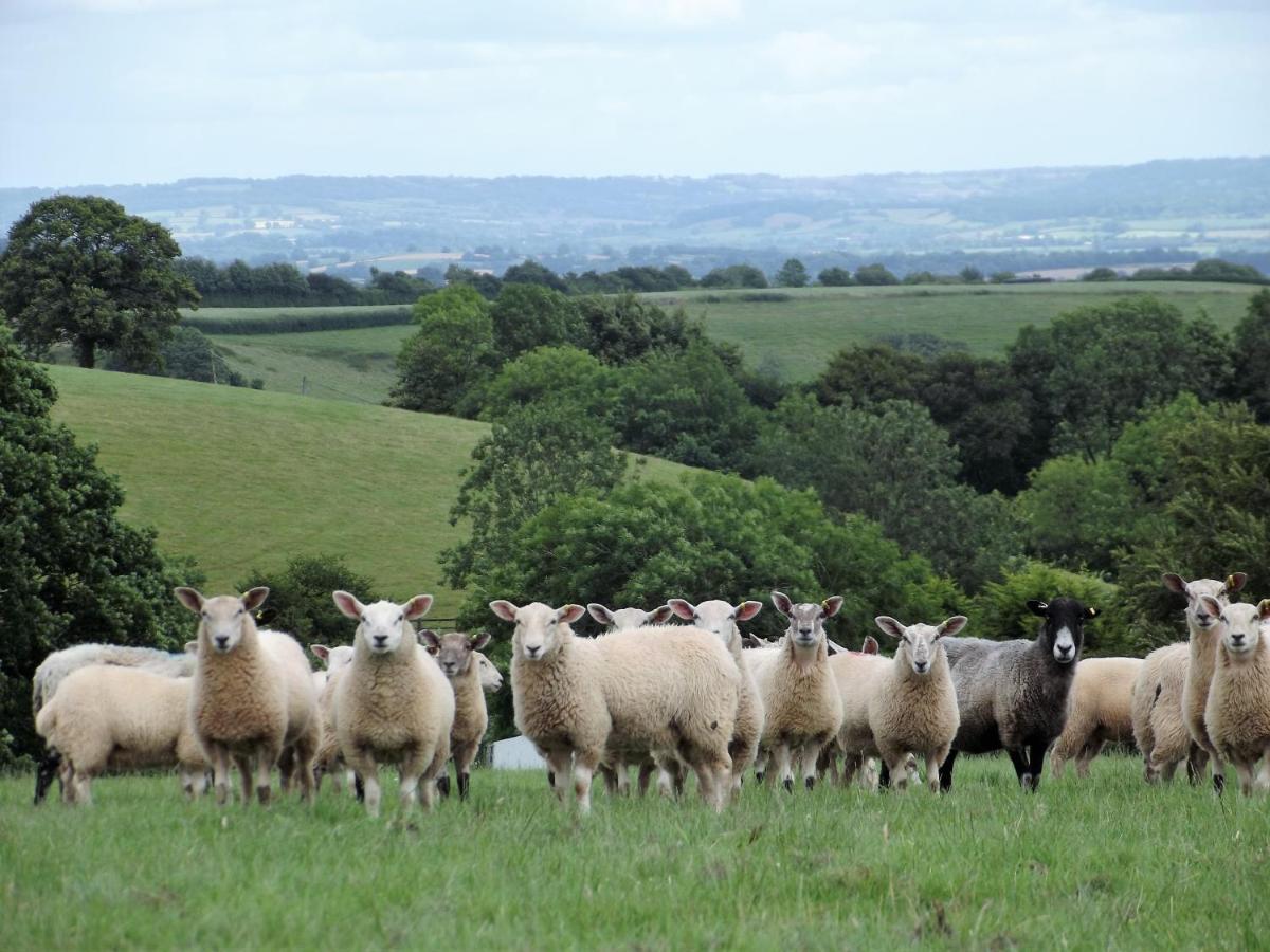 Deepaller Farm Tiverton  Eksteriør billede