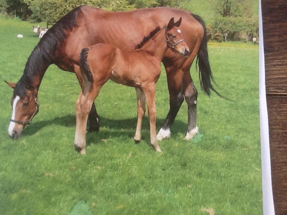 Deepaller Farm Tiverton  Eksteriør billede